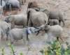 Baby Elephants - Addo Elephant Nat Park