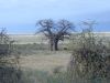 Baobab Tree - Lake Manyara area