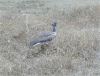 Kori Bustard  in Ngorongoro Crater