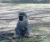 Vervet Monkey with baby - Ngorongoro Crater