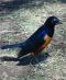 Superb Starling - Ngorongoro Crater