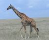 Maasai Giraffe in Serengeti National Park