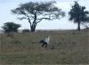 Secretary Bird in Serengeti National Park