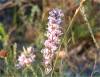 Amphithalea Ericifolia