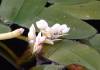 Aponongeton Distachyos