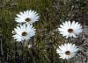  Castalis Nudicaulis