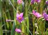 Chironia Jasminoides