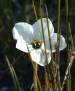 Drosera Cistiflora
