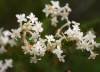 Gnidia Pinifolia