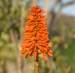 Kniphofia Uvaria