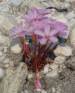 Oxalis Ecklonia