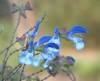 Salvia Chamelaeagnea