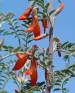 Sutherlandia Frutescens