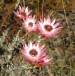 Syncarpa Canescens