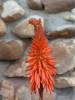 Aloe Arborescens