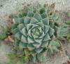 Syncarpa Canescens
