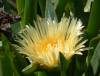 Carpobrotus Edulis Subsp. Edulis