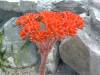 Crassula Species