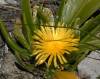 Glottiphyllum Depressum