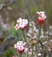 Erica Ampullacea