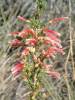 Erica  Discolor