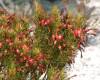 Erica Lineata