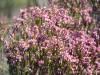 Erica Species
