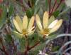 Leucadendron Gandogeri