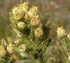 Leucadendron Laxum