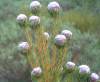 Leucadendron Linifolium 