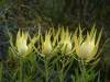 Leucadendron Salignum