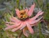 Leucadendron Tinctum