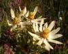Leucadendron Tinctum