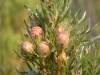 Leucadendron  Xanthoconus