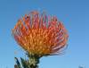Leucospermum Cordifolium