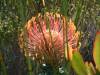 Leucospermum Cordifolium