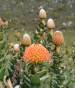Leucospermum Cordifolium
