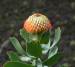 Leucospermum Cordifolium