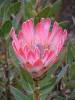 Protea Compacta 