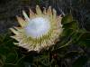 Protea Cynaroides