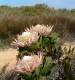 Protea Cynaroides