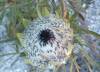 Protea Longifolia