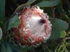 Protea  Magnifica