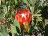 Protea   Repens