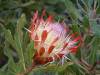 Protea  Susannae