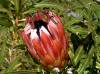 Protea-Hybridized