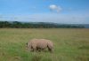 Rhino - Lake Nakuru NP