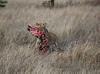 Lioness with kill