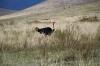 Ostrich - Ngorogoro Crater