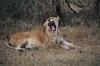 Lioness - Serengeti Nat Park